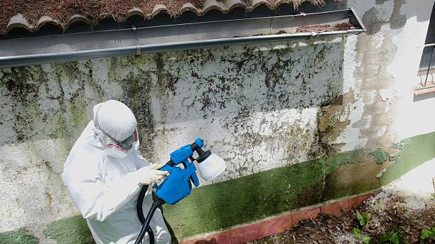Trusted Mold Inspection service in Mead, CO - Cheap Mold Removal